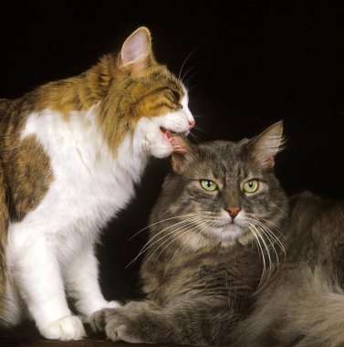 Skogkatt