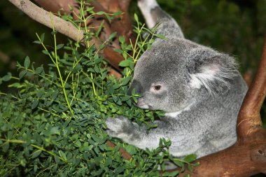 Koala phascolarctos cinereus