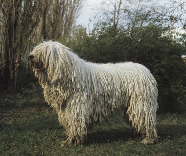 Berger Hongrois Komondor