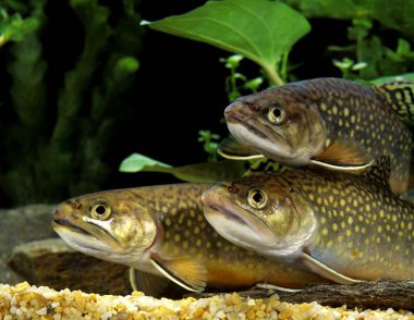 Saumon De Fontaine salvelinus fontinalis