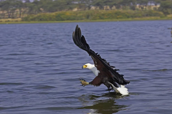 Aigle Pecheur D 'Afrique haliaeetus vocifer — Stockfoto