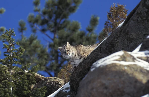 Lynx Roux Bobcat lynx rufus — стокове фото