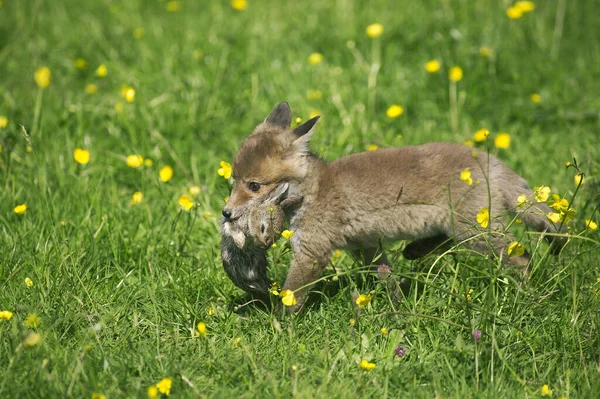 Renard Roux vulpes vulpes — Fotografia de Stock