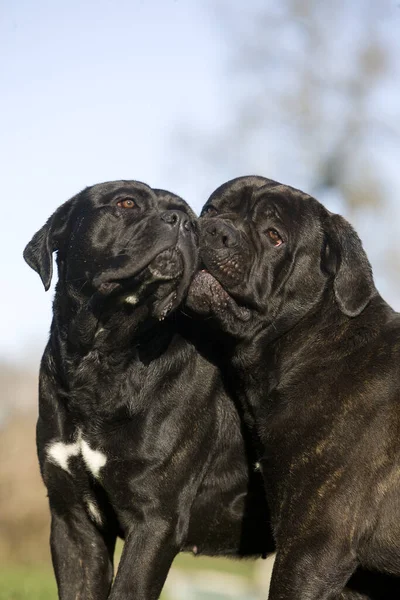 Cane corso — Stock Fotó