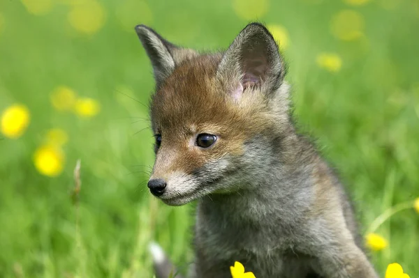 Renard Roux vulpes vulpes Przewodniczący — Zdjęcie stockowe