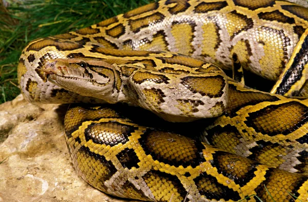 Python Molure python molurus — Foto de Stock