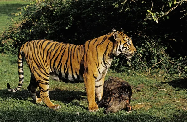 Tigre De Sumatra panthera tigris sumatrae — Stok fotoğraf