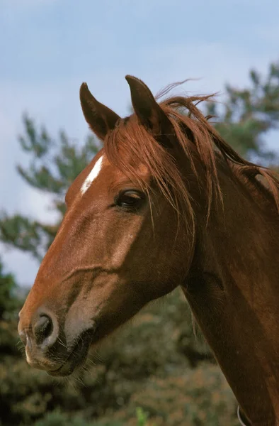 BARBARBA CHEVAL — Foto de Stock