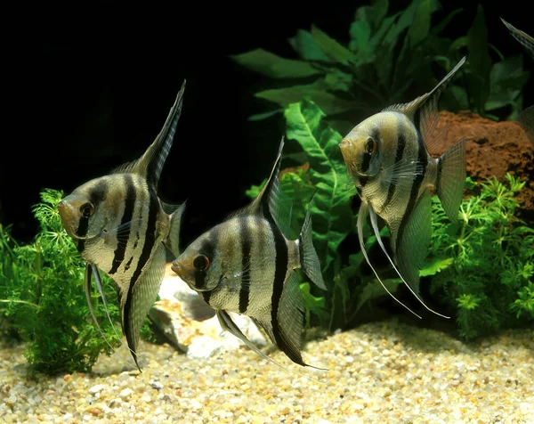 Neşter pterophyllum scalare — Stok fotoğraf