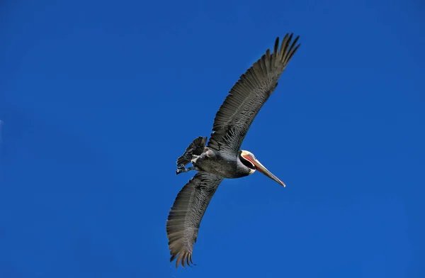 Pelican Brun pelecanus occidentalis — Fotografia de Stock
