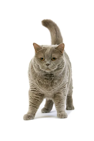 British Shorthair Lilac Self — стокове фото