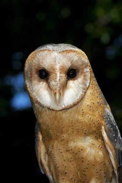 Chouette Effraie tyto alba — Stockfoto