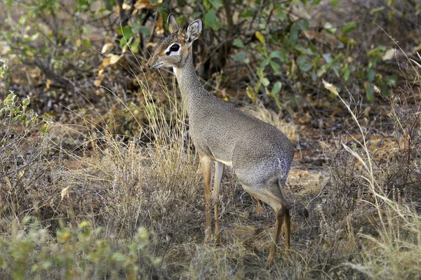 Dik Dik De Kirk madoqua kirkii — Zdjęcie stockowe