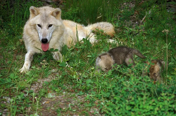 Loup Blanc De La Toundra canis lupus tundrarum —  Fotos de Stock