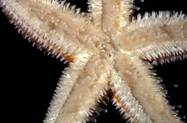 Estrella de mar, Vista inferior —  Fotos de Stock