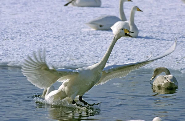 CyGNE CHANTEUR cygnus cygnus — Foto Stock