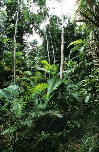 Foret Tropicale — Stok fotoğraf