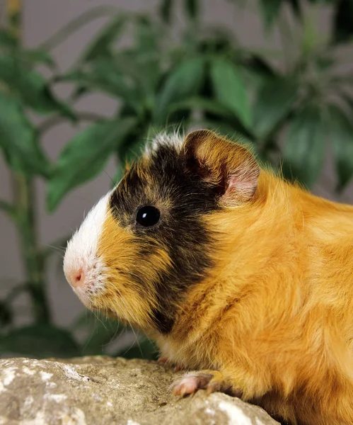 Cobaye A Poil Frise cavia porcellus — Fotografia de Stock