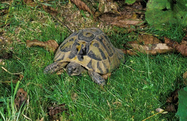 Tortue D 'Hermann testudo hermanni — Stock fotografie