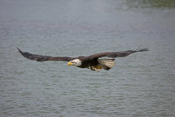 Pygargue A Tete Blanche haliaeetus leucocephalus — Stok fotoğraf