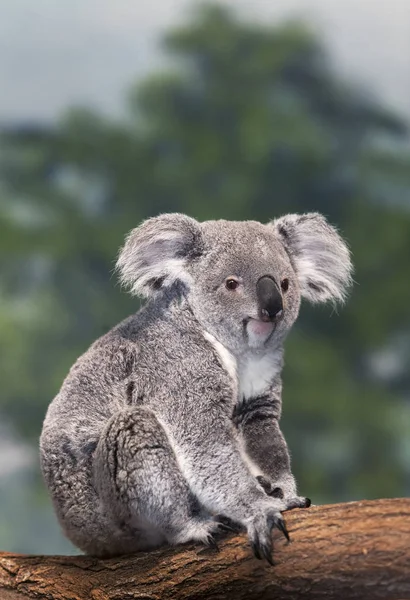 Koala phascolarctos cinereus — стоковое фото