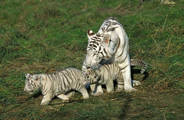 Tigre Blanc panthera tigris — Stockfoto