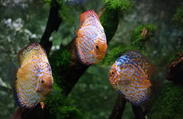 Discus symphysodon aequifasciatus — стоковое фото