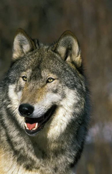 Loup Du Canada canis lupus occidentalis — Stockfoto