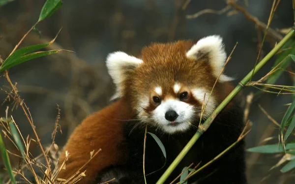 Petit Panda ailurus fulgens — Stok fotoğraf