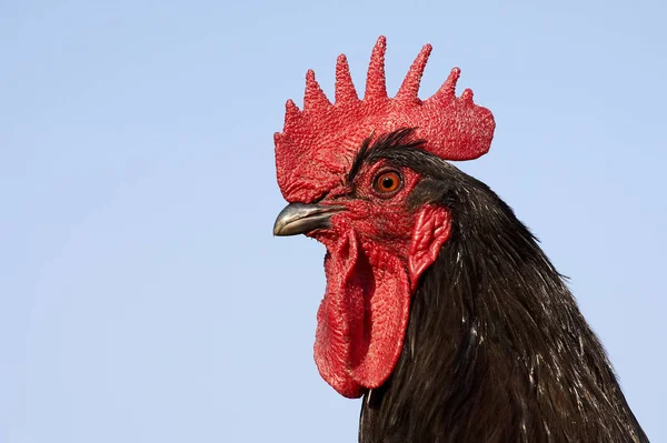 COQ — Stock Photo, Image