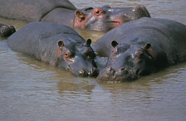 HIPPOPOTAME ippopotamo anfibio — Foto Stock