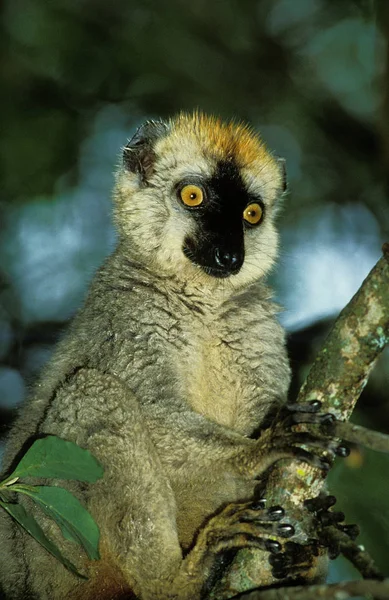 Maki Brun eulemur fulvus — Stok fotoğraf