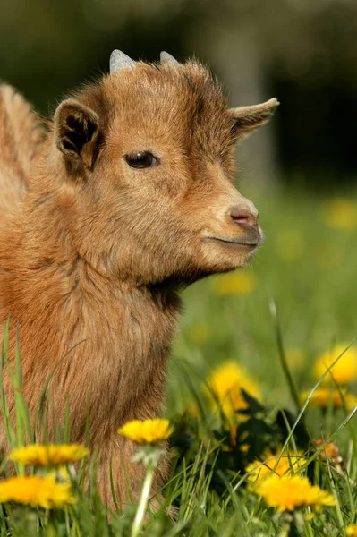 Chevre Naine capra hircus — Fotografia de Stock