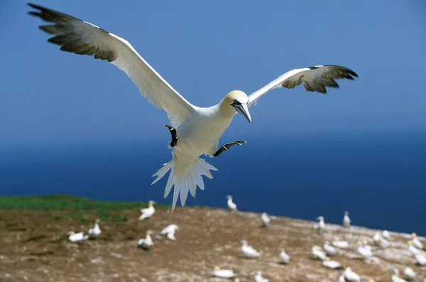 Fou De Bassan morus bassanus — Stockfoto