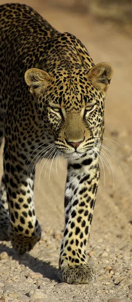 Panthere Leopard panthera pardus — Stock fotografie