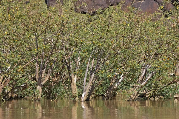 Balsa aeschynomene elaphroxylon — Foto de Stock