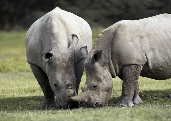 Rhinoceros Blanc ceratotherium simum — Zdjęcie stockowe