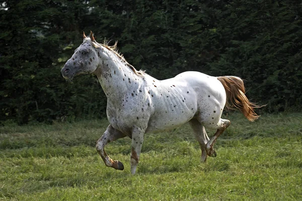 APPALOOSA — Stock Photo, Image