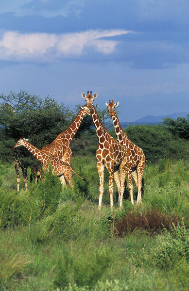 Reticulated Giraffe, giraffa camelopardalis reticulata, Group of Adults, Samburu Park in Kenya