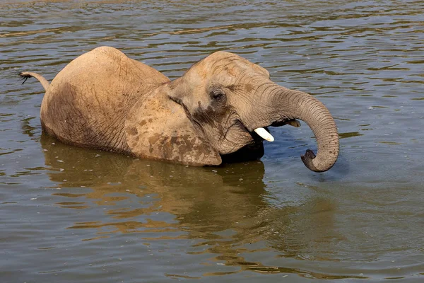 Afrikanischer Elefant loxodonta africana — Stockfoto