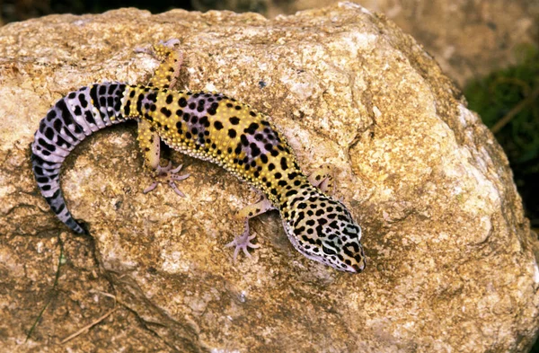 Gecko fard eublepharis macularius — стоковое фото