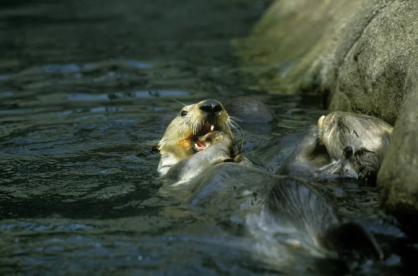 Loutre De Mer enhydra lutris — Foto de Stock