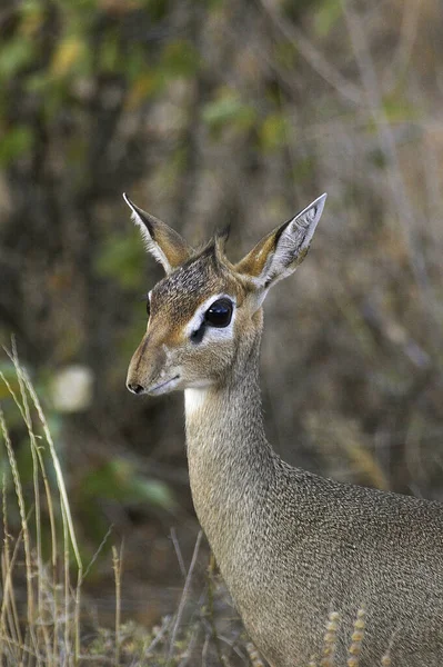 Dik Dik De Kirk madoqua kirkii — Zdjęcie stockowe