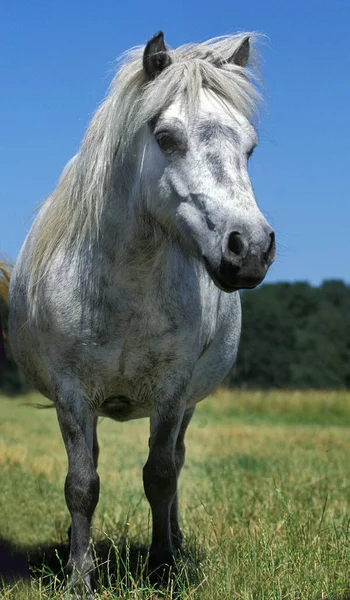 Poney Shetland — Stockfoto