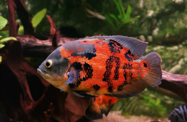 Oscar astronotus ocellatus — Stock fotografie