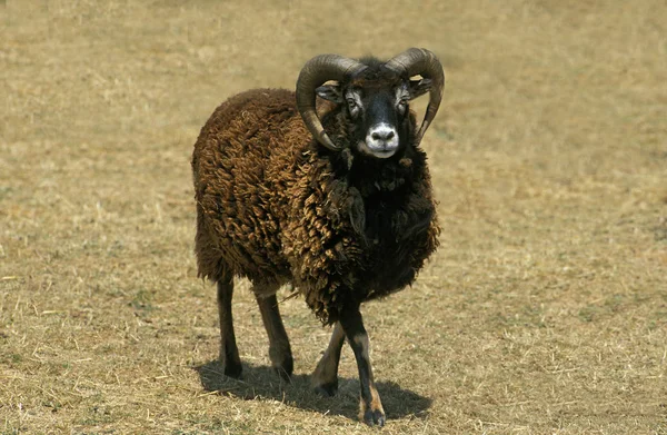 Mouton De Soay — Stockfoto