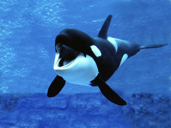 ORQUE EPAULARD orcinus orca — Stock Photo, Image