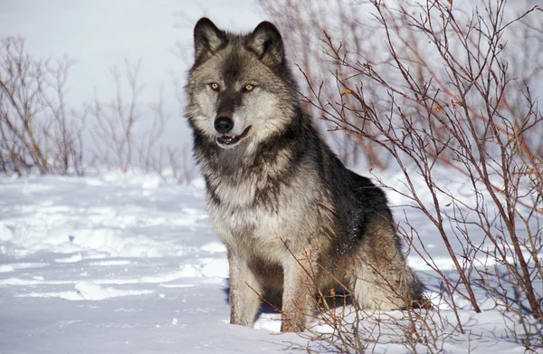 Loup du Canada canis lupus occidentalis —  Fotos de Stock