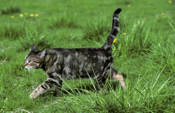 TABBY DE BROWN EUROPEO — Foto de Stock