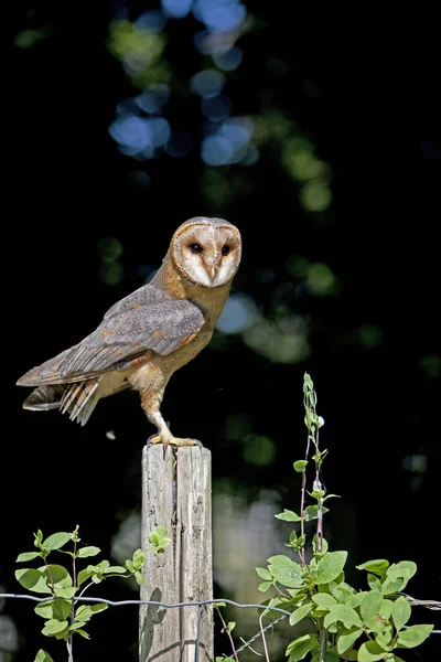 Chouette Effraie tyto alba — Zdjęcie stockowe